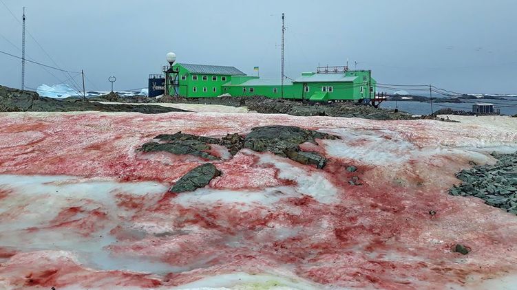 Малиновый снег вокруг антарктической станции имени Вернадского. Фото: facebook.com