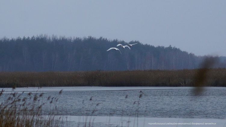 ГСЧС предупредила о похолодании. Фото: Facebook/Чорнобильський Радіаційно-екологічний Біосферний Заповідник
