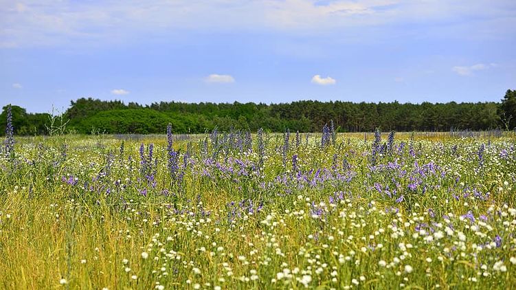 В столице завтра будет солнечная погода. Фото: Pikist