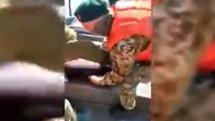 В Азовском море украинские пограничники спасли дельфина. Скриншот из видео