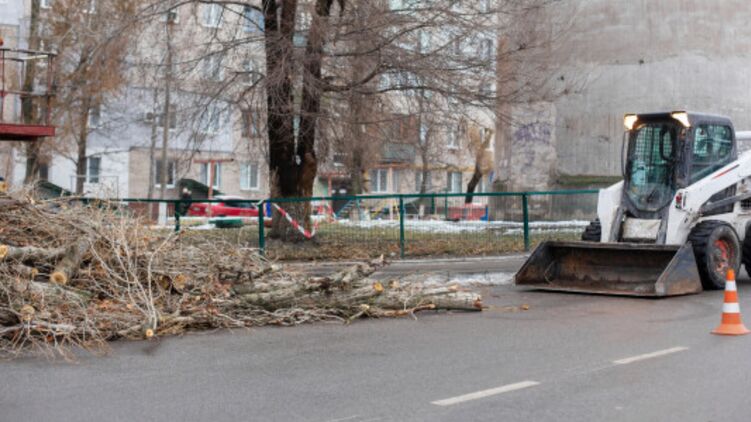 Сильные порывы ветра привели к падению деревьев в столице Украины. Фото: freepik