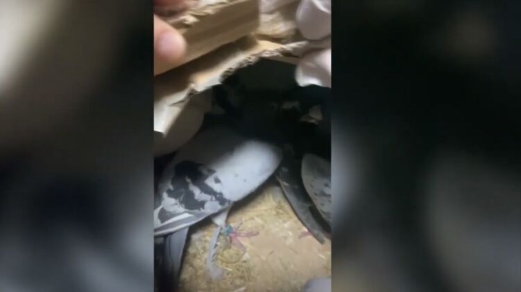 Голубей пытались пронести в картонных коробках