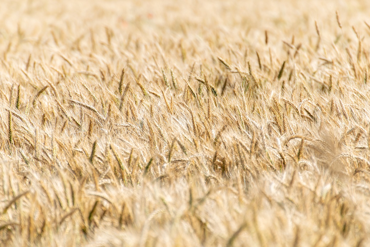 ЄС готує обмеження щодо імпорту українського продовольства. Фото: pixabay