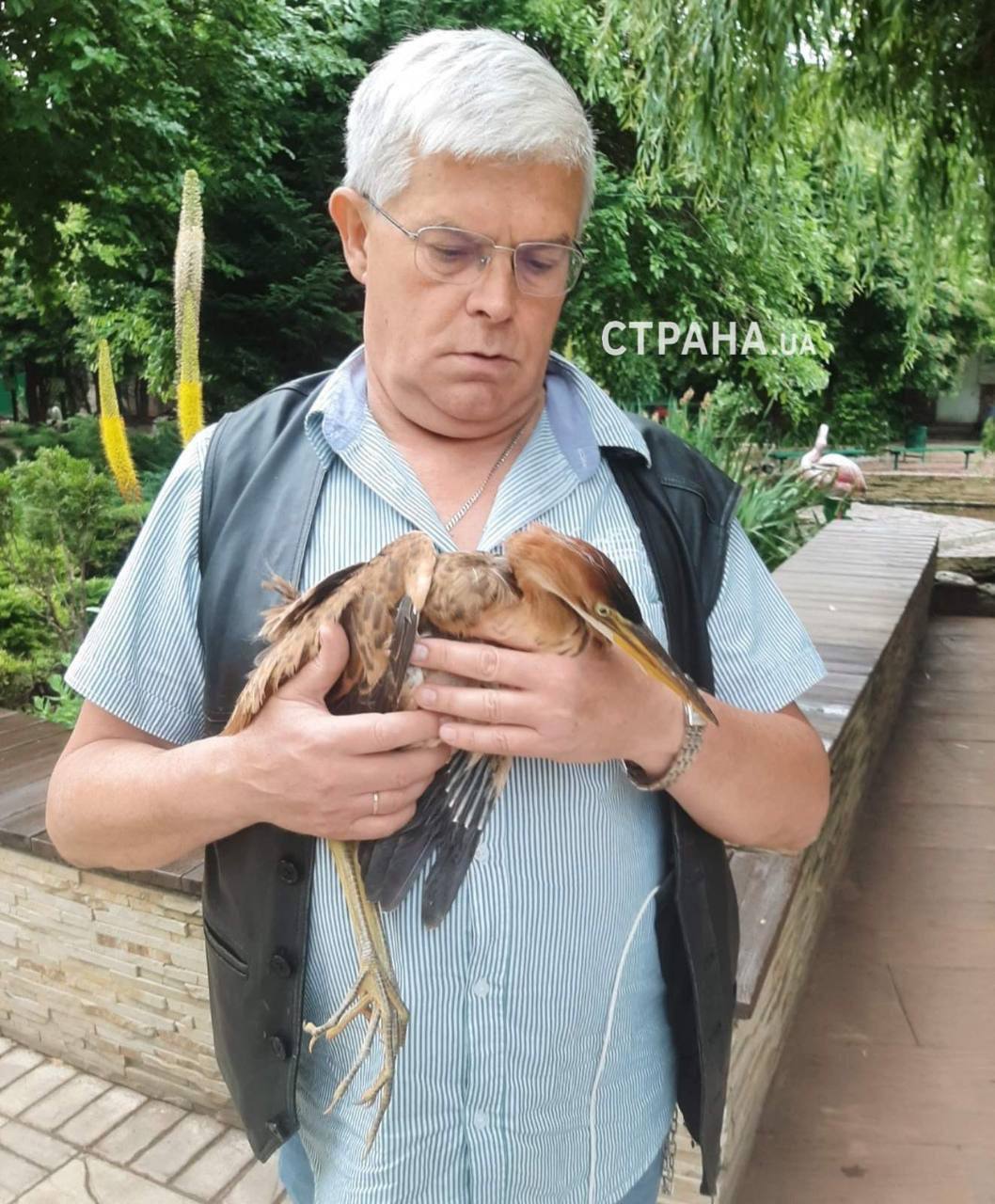 Директор Одесского зоопарка Игорь Беляков держит спасённую из моря жёлтую цаплю. Фото - Страна